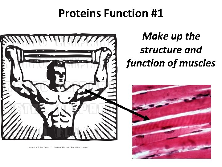 Proteins Function #1 Make up the structure and function of muscles 
