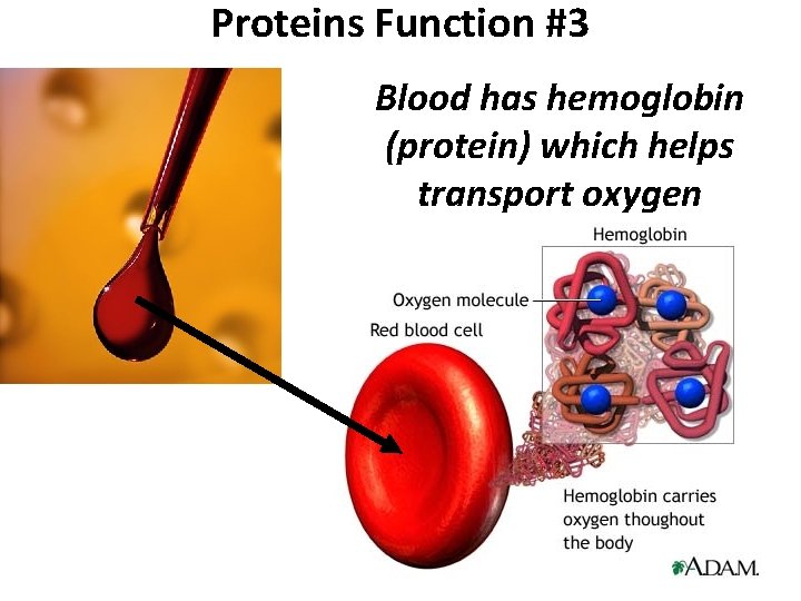 Proteins Function #3 Blood has hemoglobin (protein) which helps transport oxygen 