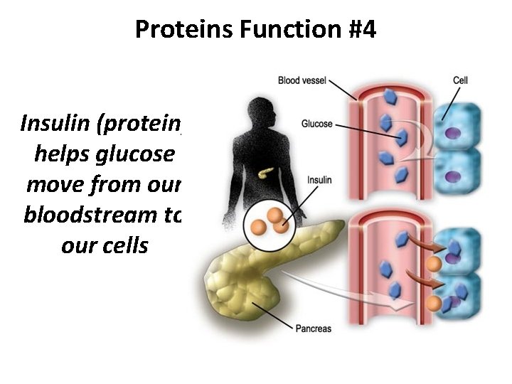 Proteins Function #4 Insulin (protein) helps glucose move from our bloodstream to our cells