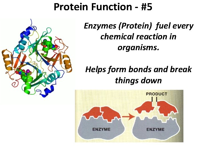 Protein Function - #5 Enzymes (Protein) fuel every chemical reaction in organisms. Helps form
