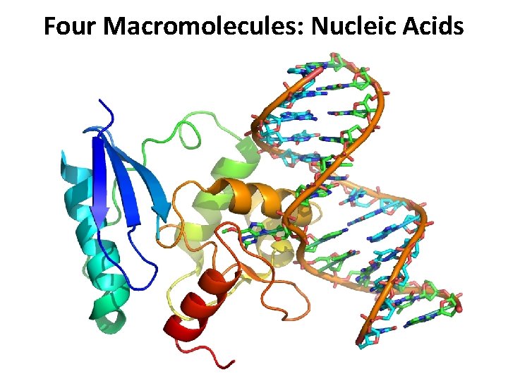 Four Macromolecules: Nucleic Acids 