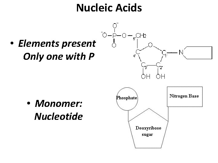 Nucleic Acids • Elements present: Only one with P • Monomer: Nucleotide 