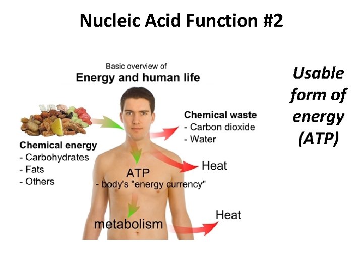 Nucleic Acid Function #2 Usable form of energy (ATP) 
