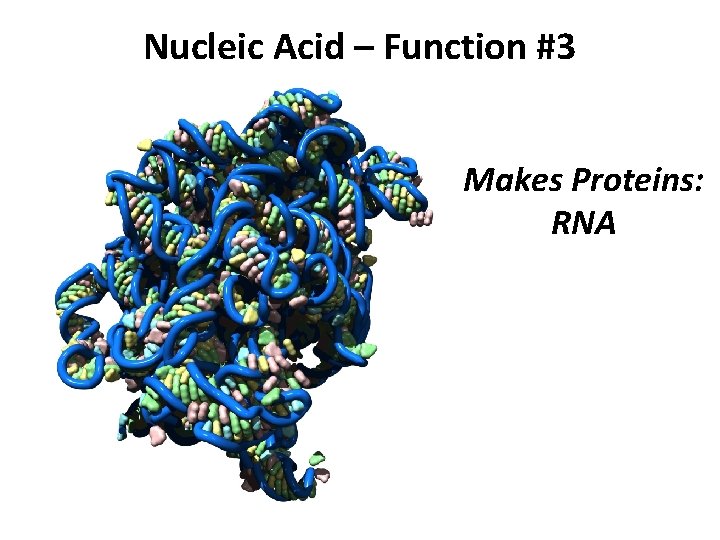 Nucleic Acid – Function #3 Makes Proteins: RNA 