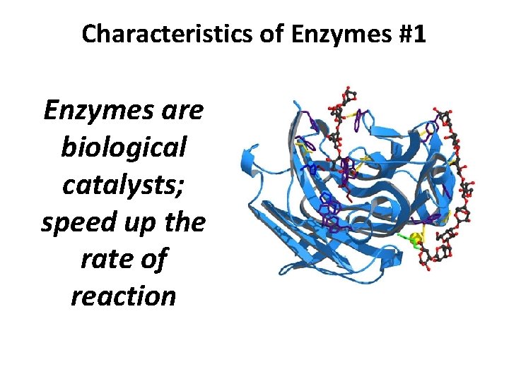 Characteristics of Enzymes #1 Enzymes are biological catalysts; speed up the rate of reaction