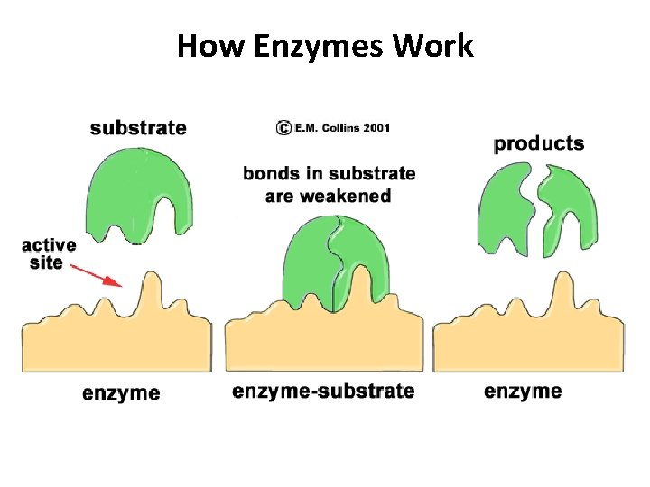 How Enzymes Work 