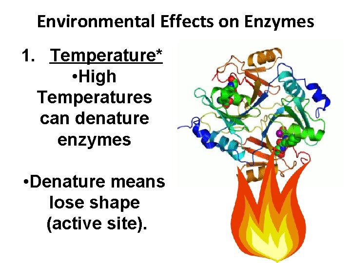 Environmental Effects on Enzymes 1. Temperature* • High Temperatures can denature enzymes • Denature