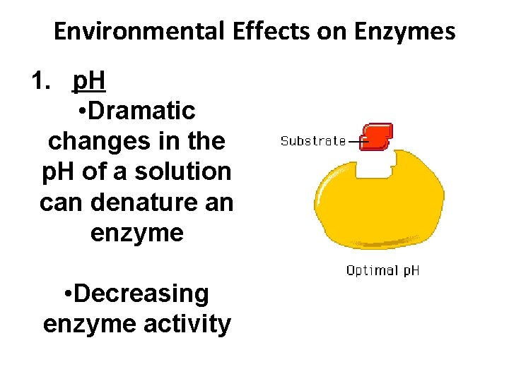 Environmental Effects on Enzymes 1. p. H • Dramatic changes in the p. H