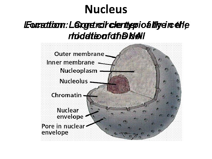 Nucleus Location: Function: Large Control circle center typically of theincell; the middle location ofof