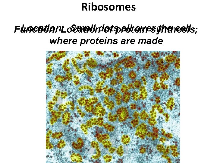 Ribosomes Location: Location Small dots all oversynthesis; the cell Function: of protein where proteins