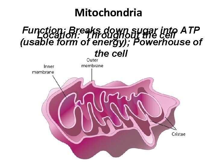 Mitochondria Function: Breaks down sugar into ATP Location: Throughout the cell (usable form of