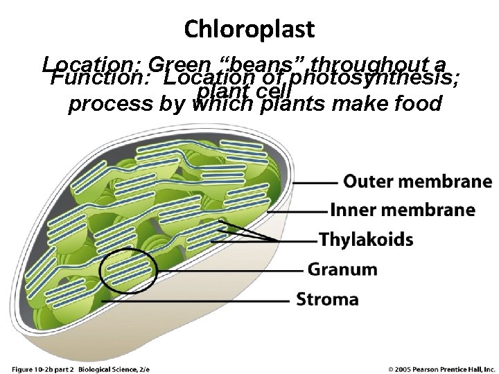 Chloroplast Location: Green “beans” throughout a Function: Location of photosynthesis; plant cell process by