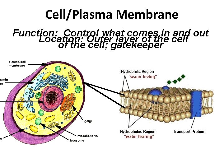 Cell/Plasma Membrane Function: Control what comes in and out Location: Outer layer of the