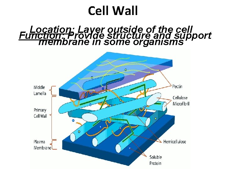 Cell Wall Location: Layer outside of the cell Function: Provide structure and support membrane