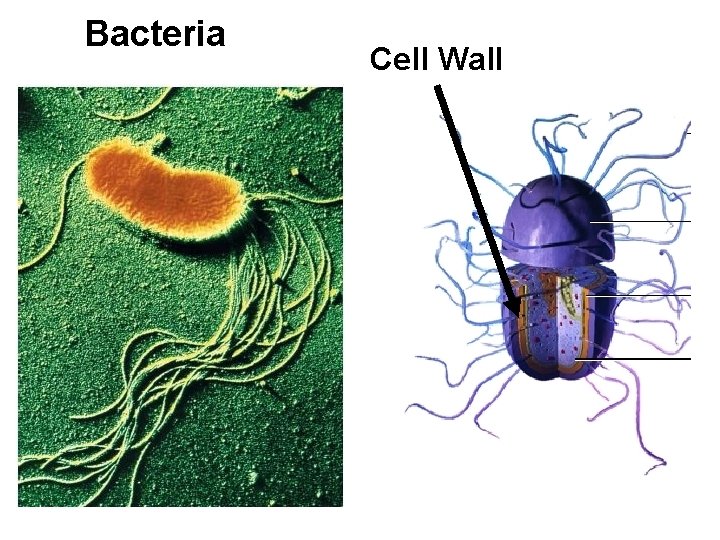 Bacteria Cell Wall 