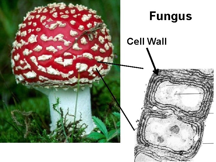 Fungus Cell Wall 