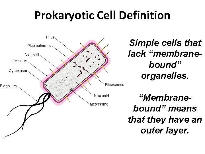 Prokaryotic Cell Definition Simple cells that lack “membranebound” organelles. “Membranebound” means that they have