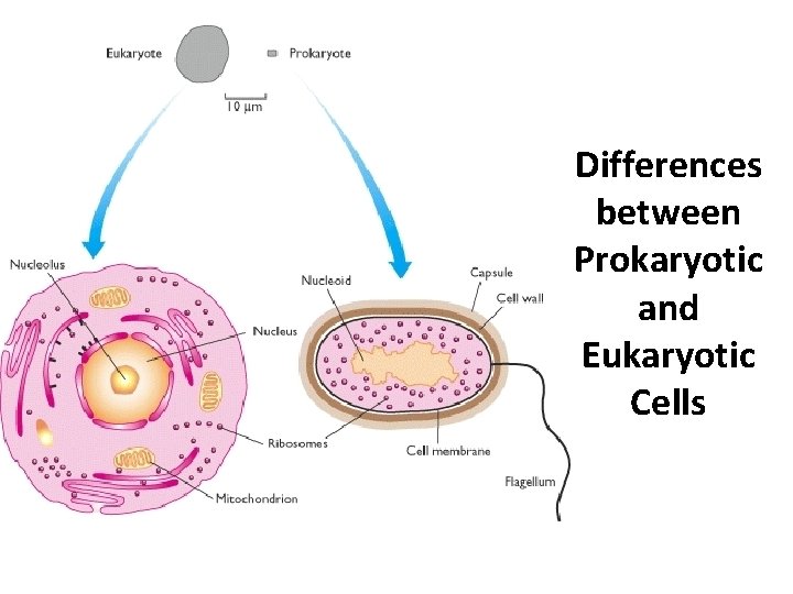 Differences between Prokaryotic and Eukaryotic Cells 