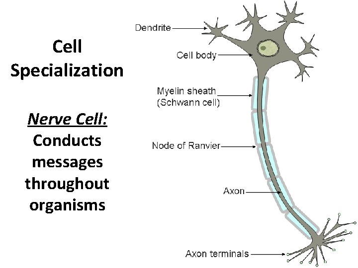 Cell Specialization Nerve Cell: Conducts messages throughout organisms 