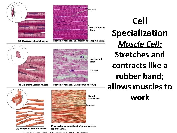 Cell Specialization Muscle Cell: Stretches and contracts like a rubber band; allows muscles to