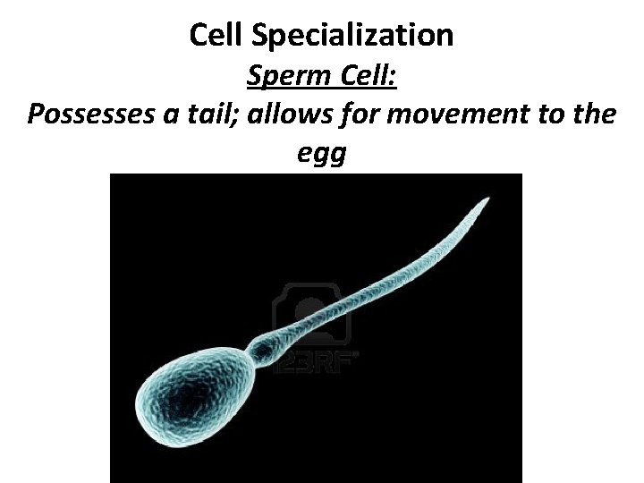 Cell Specialization Sperm Cell: Possesses a tail; allows for movement to the egg 