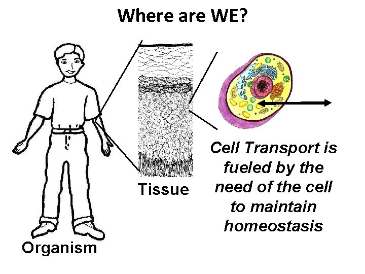 Where are WE? Tissue Organism Cell Transport is fueled by the need of the