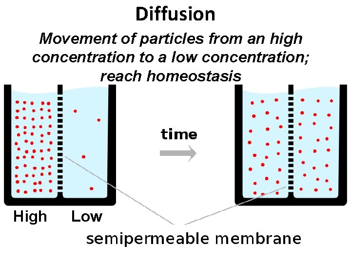 Diffusion Movement of particles from an high concentration to a low concentration; reach homeostasis