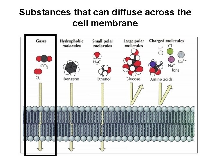 Substances that can diffuse across the cell membrane 