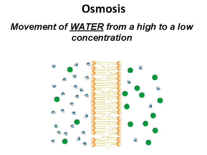 Osmosis Movement of WATER from a high to a low concentration 