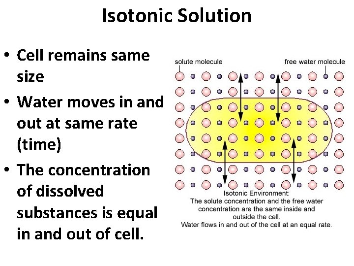 Isotonic Solution • Cell remains same size • Water moves in and out at