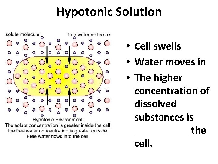 Hypotonic Solution • Cell swells • Water moves in • The higher concentration of