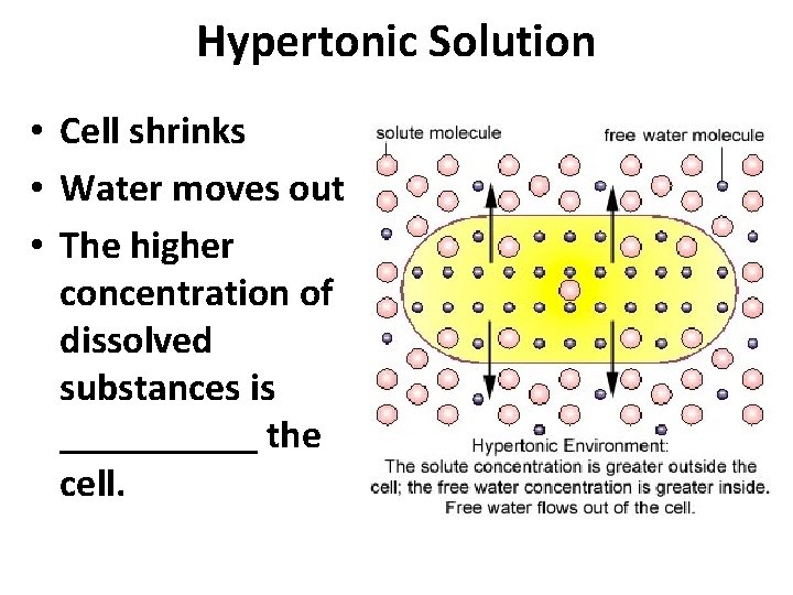 Hypertonic Solution • Cell shrinks • Water moves out • The higher concentration of