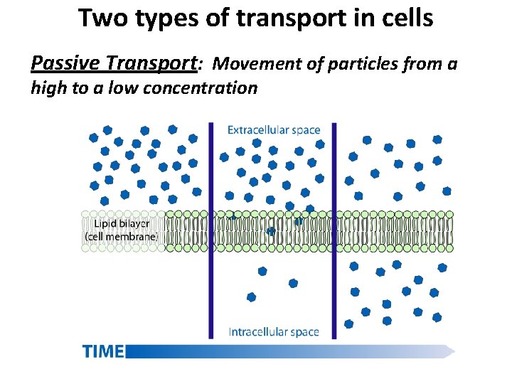 Two types of transport in cells Passive Transport: Movement of particles from a high