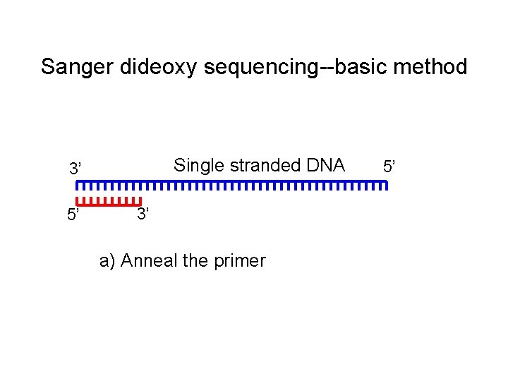 Sanger dideoxy sequencing--basic method Single stranded DNA 3’ 5’ 3’ a) Anneal the primer