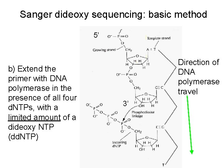 Sanger dideoxy sequencing: basic method 5’ b) Extend the primer with DNA polymerase in