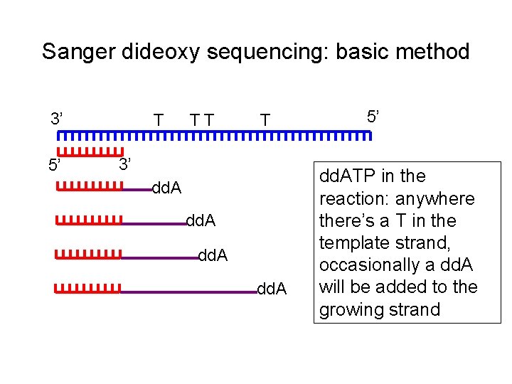 Sanger dideoxy sequencing: basic method 3’ 5’ T TT T 3’ dd. A 5’