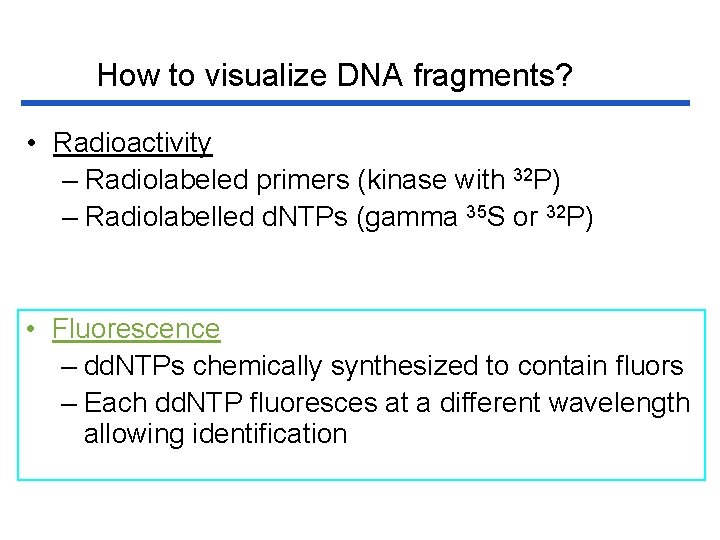 How to visualize DNA fragments? • Radioactivity – Radiolabeled primers (kinase with 32 P)