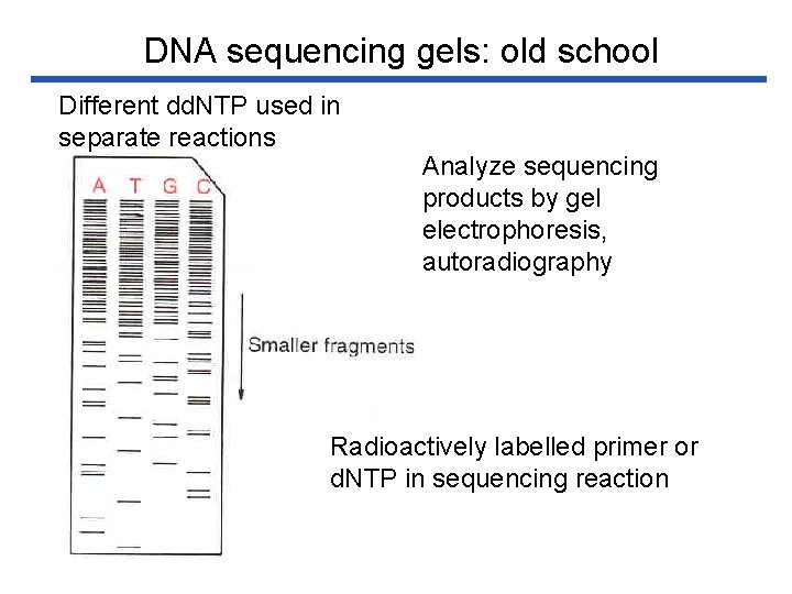 DNA sequencing gels: old school Different dd. NTP used in separate reactions Analyze sequencing