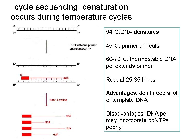 cycle sequencing: denaturation occurs during temperature cycles 94°C: DNA denatures 45°C: primer anneals 60