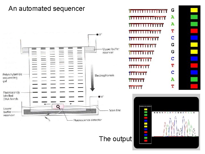 An automated sequencer The output 
