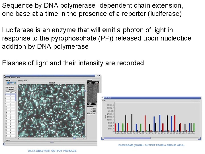Sequence by DNA polymerase -dependent chain extension, one base at a time in the