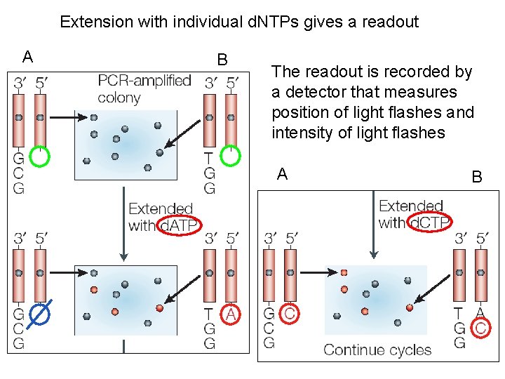 Extension with individual d. NTPs gives a readout A B The readout is recorded