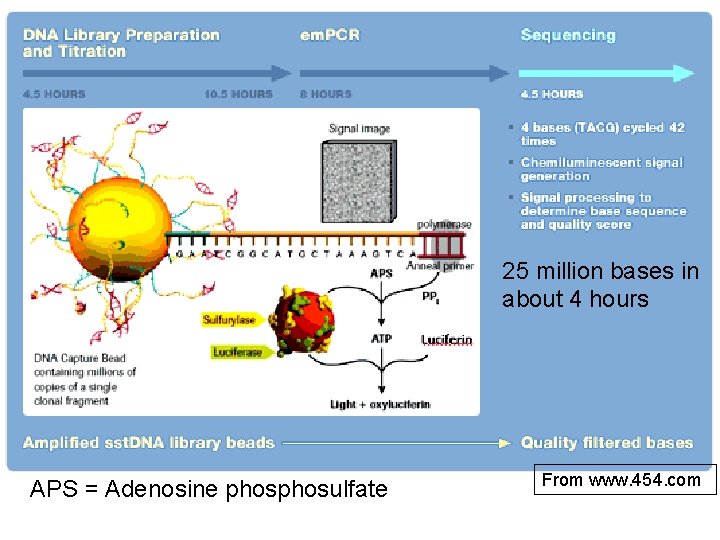 25 million bases in about 4 hours APS = Adenosine phosulfate From www. 454.