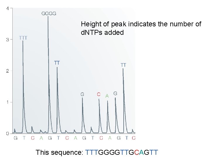 Height of peak indicates the number of d. NTPs added This sequence: TTTGGGGTTGCAGTT 