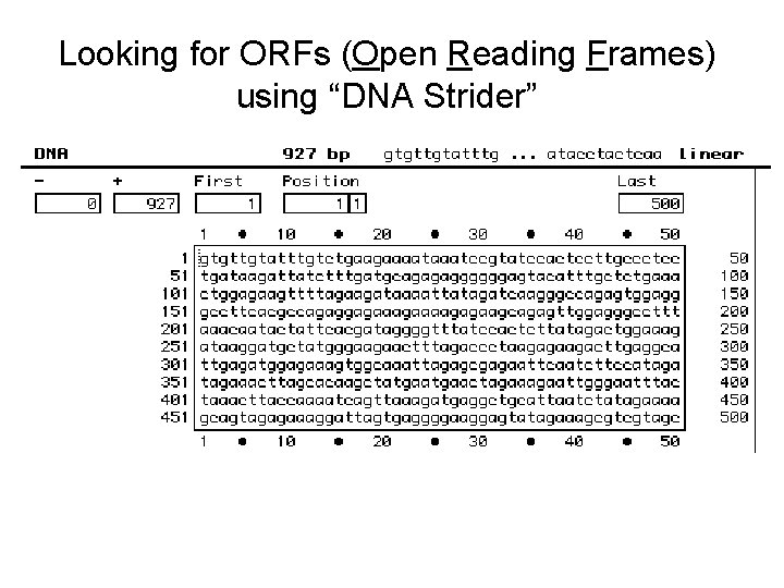 Looking for ORFs (Open Reading Frames) using “DNA Strider” 