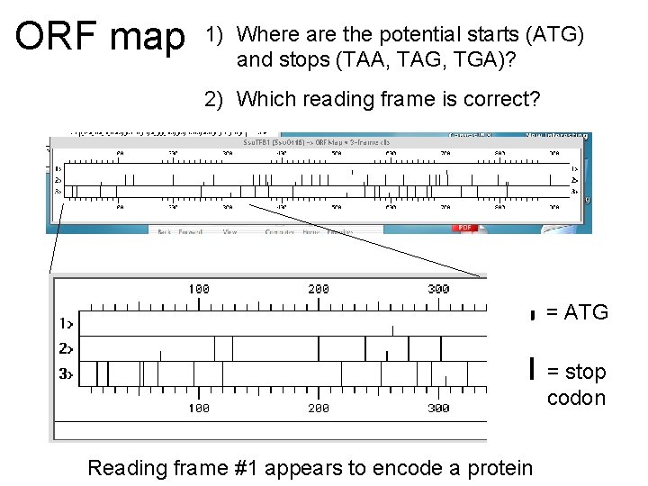 ORF map 1) Where are the potential starts (ATG) and stops (TAA, TAG, TGA)?