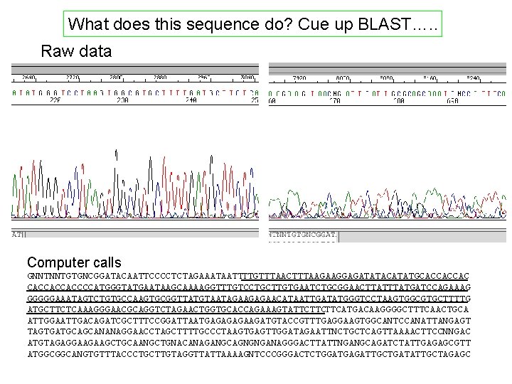 What does this sequence do? Cue up BLAST…. . Raw data Computer calls GNNTNNTGTGNCGGATACAATTCCCCTCTAGAAATAATTTTGTTTAACTTTAAGAAGGAGATATACATATGCACCACCACCCCATGGGTATGAATAAGCAAAAGGTTTGTCCTGCTTGTGAATCTGCGGAACTTATGATCCAGAAAG