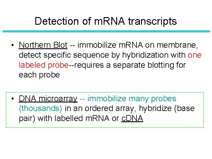 Detection of m. RNA transcripts • Northern Blot -- immobilize m. RNA on membrane,