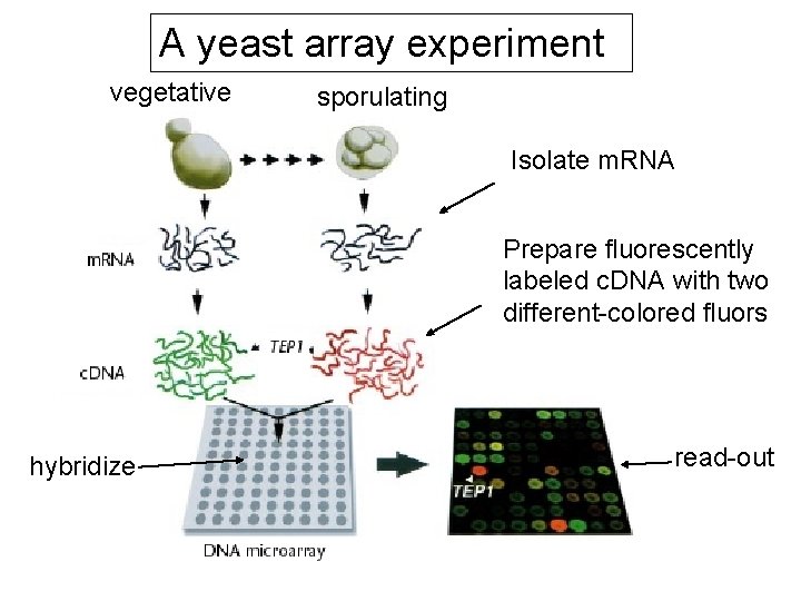 A yeast array experiment vegetative sporulating Isolate m. RNA Prepare fluorescently labeled c. DNA