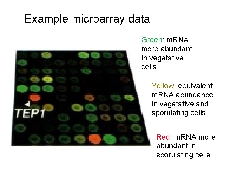 Example microarray data Green: m. RNA more abundant in vegetative cells Yellow: equivalent m.
